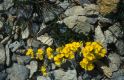 Wandern Piemonte - Brassica repanda